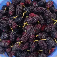 نهال شاه توت|گل و گیاه طبیعی|حویق, |دیوار