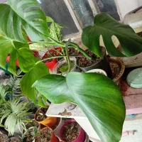 گل و گیاه|گل و گیاه طبیعی|اهواز, زندوکیلی|دیوار