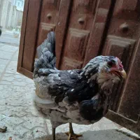 ۳عدد مرغ گلین پنگوئنی اصیل|حیوانات مزرعه|ابهر, |دیوار