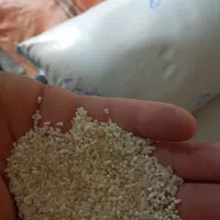 فروش برنج هاشمی نیم دانه