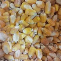 گندم|لوازم جانبی حیوانات|بهبهان, |دیوار