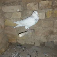 سار نر