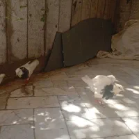 کفتر رنگه با تخم جوجه