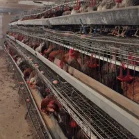 قفس منبری مرغ تخمگذار