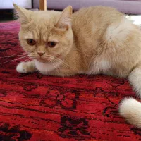 واگذاری گربه