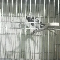 قناری سوپر|پرنده|شیراز, شهرک بهار|دیوار