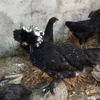 فروش مرغ برهما و سلطان و کوشین