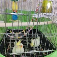 عروس هلندی|پرنده|ساوه, |دیوار