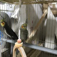 طوطی عروس|پرنده|خوی, |دیوار