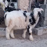 بره  قوچ میش بز