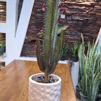 گل وگیاه، فروشگاه رفاه اهواز