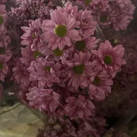 گل داودی رز