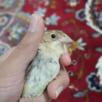 ۵ عدد زرد پره سهره