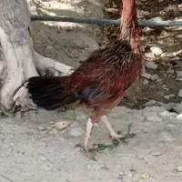 مامعله|حیوانات مزرعه|هیدوچ, |دیوار