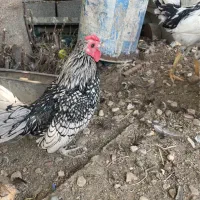 خروس سیبرایت .جاپینز و گلین