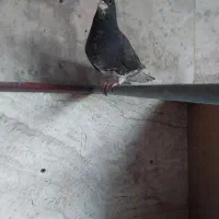 کفترشهری|پرنده|شیراز, شاپورجان|دیوار