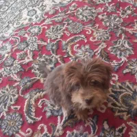 سگ پاکوتا نژاد پکینز|سگ|بردسکن, |دیوار