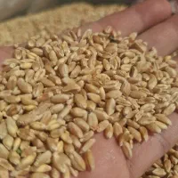 گندم تمیز درجه یک،