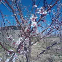 باغ در مزگ|فروش دفتر صنعتی، کشاورزی، تجاری|بیرجند, |دیوار