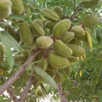 فروش-زمین-باغی-سند-دار-شهرکرد-سامان-پل-زمانخان