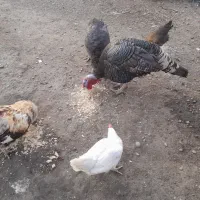 مرغ و خروس و بوقلمون|حیوانات مزرعه|ری, بی‌بی شهر بانو|دیوار