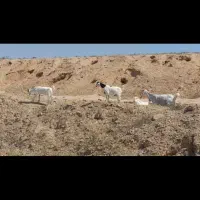 خوزستان هندیجان