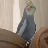 عروس نر