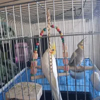 یک جفت عروس هلندی