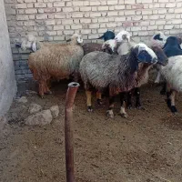 فروش میش آبستن ترکی|حیوانات مزرعه|ارسنجان, |دیوار