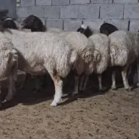 ۱۰ راس شیشک آبستن سنگین
