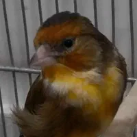 سهره قناری سرخ ابلغ دهن سهره|پرنده|تهران, دژکام|دیوار