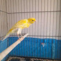 قناری کشیده بلند