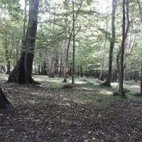 استخدام کارگر ساده