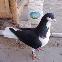 شیر سیاه نر