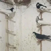 شهری تبعیدی|پرنده|شیراز, احمدآباد|دیوار