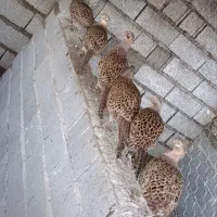 حیوانات مزرعه