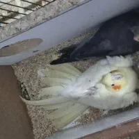 عروس طوطی|پرنده|قزوین, |دیوار