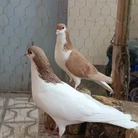 کفتر سده زرد و خال زرد