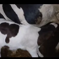 گاو گوساله|حیوانات مزرعه|دیواندره, |دیوار