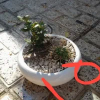 گل و گیاه|گل و گیاه طبیعی|مشهد, عسگریه|دیوار