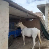 باسلام  اسب اصلی  عربی  و سالم
