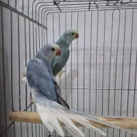 طوطی جوجه ملنگو زرد مولدشاه راهب گرینچیک کاسکولوری