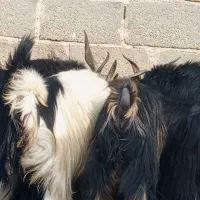 بز  کهره پازن   در جم