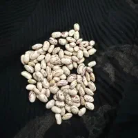 لوبیا چیتی درجه یک