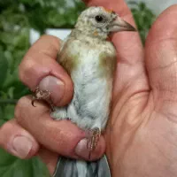 سهره