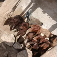 میش بره ۹عدد