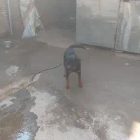 تیله روتوایلر واگذاری