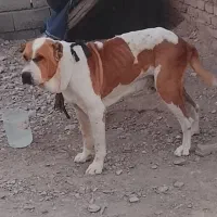 سگ اصیل