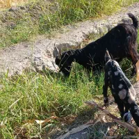 میش ورک|حیوانات مزرعه|دره شهر, |دیوار