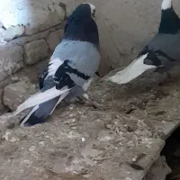 کبوترشازده